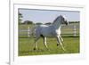 Lipizzan Stallion Cavorting in Paddock, Tempel Farms, Old Mill Creek, Illinois, USA-Lynn M^ Stone-Framed Photographic Print