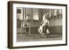 Lipizzaner, Vienna, Austria-null-Framed Art Print