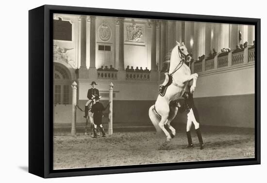 Lipizzaner, Vienna, Austria-null-Framed Stretched Canvas