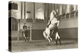 Lipizzaner, Vienna, Austria-null-Stretched Canvas