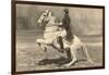 Lipizzaner-null-Framed Art Print