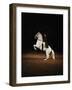 Lipizzaners in figures of the High School: Pluto Palmira performing a courbette.-Erich Lessing-Framed Giclee Print