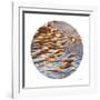 Liquid Gold Circle 3-Joy Doherty-Framed Giclee Print