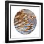 Liquid Gold Circle 3-Joy Doherty-Framed Giclee Print