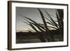 Liquid Pencil Drawing Giant Reeds After Sunset-Anthony Paladino-Framed Giclee Print