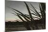 Liquid Pencil Drawing Giant Reeds After Sunset-Anthony Paladino-Mounted Giclee Print