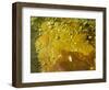 Liquid Sulphur Solidifying on the Ground at Kawah Ijen, Java, Indonesia, Southeast Asia, Asia-Matthew Williams-Ellis-Framed Photographic Print