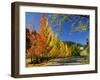 Liquidambar Trees in Autumn, Healdsburg, Sonoma County, California, USA-null-Framed Photographic Print