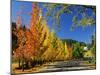 Liquidambar Trees in Autumn, Healdsburg, Sonoma County, California, USA-null-Mounted Photographic Print