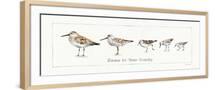 Brown Frame