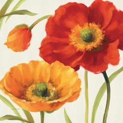 affordable poppy posters for sale at allposters com