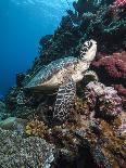 Hawksbill Turtle (Eretmochelys Imbricata) and Diver, Sulawesi, Indonesia, Southeast Asia, Asia-Lisa Collins-Photographic Print