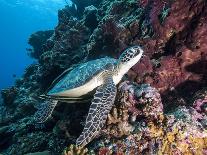 Green Turtle (Chelonia Mydas) with Remoras Rachyucentron Canadum), Sulawesi, Indonesia-Lisa Collins-Photographic Print