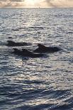 Pilot Whales Off the Coast of Dominica, West Indies, Caribbean, Central America-Lisa Collins-Photographic Print