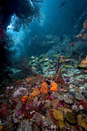 Reef Scene, Dominica, West Indies, Caribbean, Central America