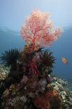 Reef Scene, Dominica, West Indies, Caribbean, Central America-Lisa Collins-Photographic Print