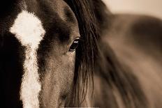 Ghost Horse-Lisa Dearing-Photographic Print