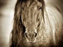 Mustang Sally-Lisa Dearing-Photographic Print