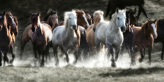 Photographic Print, , large