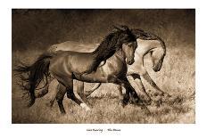 Caballo de Andaluz-Lisa Dearing-Photographic Print