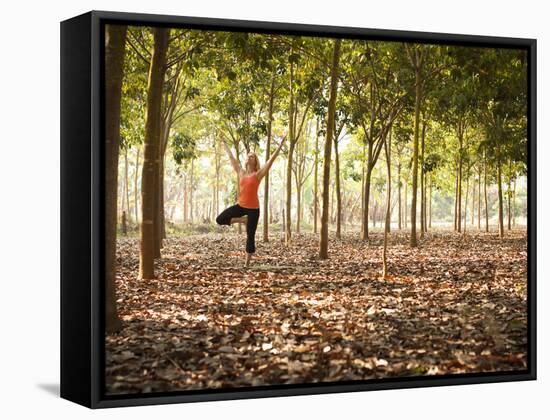 Lisa Eaton Practices Tree Pose in a Rubber Tree Plantation -Chiang Dao, Thaialand-Dan Holz-Framed Stretched Canvas