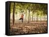 Lisa Eaton Practices Tree Pose in a Rubber Tree Plantation -Chiang Dao, Thaialand-Dan Holz-Framed Stretched Canvas