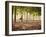 Lisa Eaton Practices Tree Pose in a Rubber Tree Plantation -Chiang Dao, Thaialand-Dan Holz-Framed Photographic Print