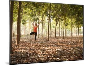 Lisa Eaton Practices Tree Pose in a Rubber Tree Plantation -Chiang Dao, Thaialand-Dan Holz-Mounted Photographic Print