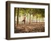 Lisa Eaton Practices Tree Pose in a Rubber Tree Plantation -Chiang Dao, Thaialand-Dan Holz-Framed Photographic Print