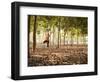 Lisa Eaton Practices Tree Pose in a Rubber Tree Plantation -Chiang Dao, Thaialand-Dan Holz-Framed Photographic Print