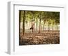 Lisa Eaton Practices Tree Pose in a Rubber Tree Plantation -Chiang Dao, Thaialand-Dan Holz-Framed Photographic Print