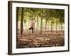 Lisa Eaton Practices Tree Pose in a Rubber Tree Plantation -Chiang Dao, Thaialand-Dan Holz-Framed Photographic Print