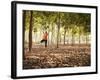 Lisa Eaton Practices Tree Pose in a Rubber Tree Plantation -Chiang Dao, Thaialand-Dan Holz-Framed Photographic Print