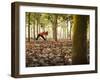 Lisa Eaton Takes Her Yoga Practice to a Rubber Tree Plantation in Chiang Dao, Thaialand-Dan Holz-Framed Photographic Print