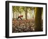 Lisa Eaton Takes Her Yoga Practice to a Rubber Tree Plantation in Chiang Dao, Thaialand-Dan Holz-Framed Photographic Print