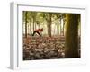 Lisa Eaton Takes Her Yoga Practice to a Rubber Tree Plantation in Chiang Dao, Thaialand-Dan Holz-Framed Photographic Print