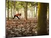 Lisa Eaton Takes Her Yoga Practice to a Rubber Tree Plantation in Chiang Dao, Thaialand-Dan Holz-Mounted Photographic Print