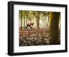 Lisa Eaton Takes Her Yoga Practice to a Rubber Tree Plantation in Chiang Dao, Thaialand-Dan Holz-Framed Photographic Print