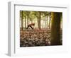 Lisa Eaton Takes Her Yoga Practice to a Rubber Tree Plantation in Chiang Dao, Thaialand-Dan Holz-Framed Photographic Print