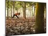 Lisa Eaton Takes Her Yoga Practice to a Rubber Tree Plantation in Chiang Dao, Thaialand-Dan Holz-Mounted Photographic Print