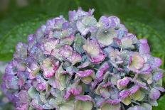 Blue bigleaf hydrangea-Lisa Engelbrecht-Photographic Print