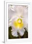 Gramercy White