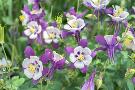 Just the Print