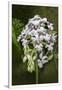 Gramercy White