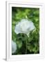 Gramercy White