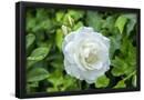 Essential Black