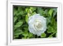 Gramercy White