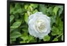 Gramercy Black
