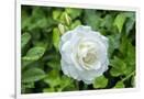 Gramercy White