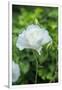 Gramercy White